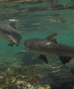 Lemon sharks swimming in Shark Bay, Sal Island, Cape Verde